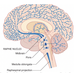 <ul><li><p>Involved in several psychiatric syndroms (disorders of mood) like depression, anxiety, OCD, aggressive behaviors, eating disorders, — modulaton: temperature regulation, motor control, arousal</p></li><li><p>Link between seratoninergic centers &amp; sudden infant death syndrome (SIDS) —</p><ul><li><p>40% SIDS have abnormalities in 5HT in centers of the medulla involved in homeostatic regulation of hypercarbia &amp; hypoxia during sleep — meaning that when we sleep our breathing pattern changes &amp; is regulated by CO2 &amp; O2 quantities in our bloodstream —</p></li><li><p>If sueratoninergic centers don’t function correctly they cannot regulate the response to increases in CO2 during sleep — normally if face is against pillow in sleep, amount of CO2 increases, with this info brought to the CNS causing us to autonomously move around — in case of malfunctioning of the seratoninergic nuclei, this mechanism doesn’t work, so the baby can die</p></li></ul></li></ul>