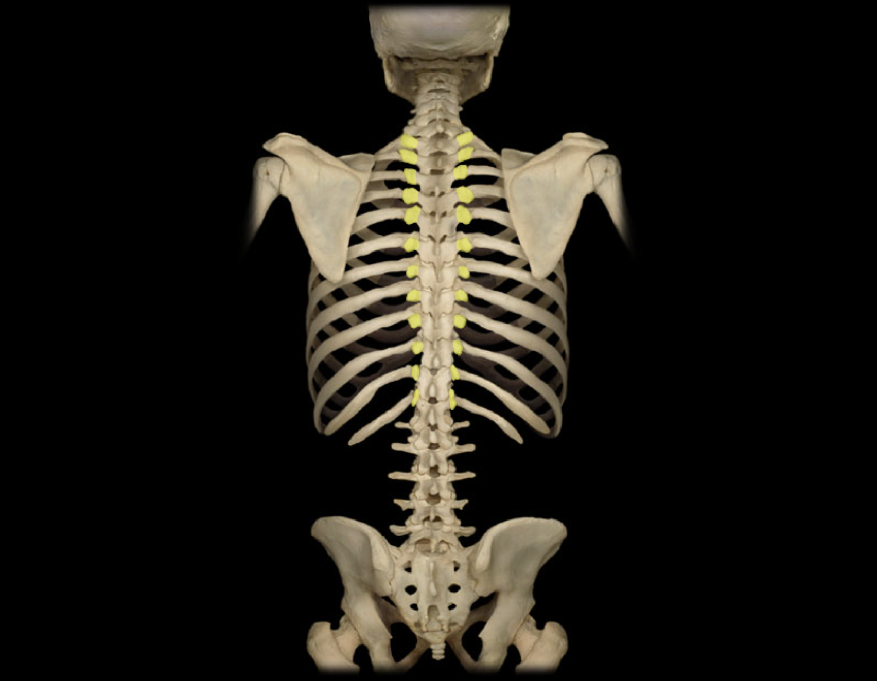 <p>Transverse process of thoracic vertebra</p>