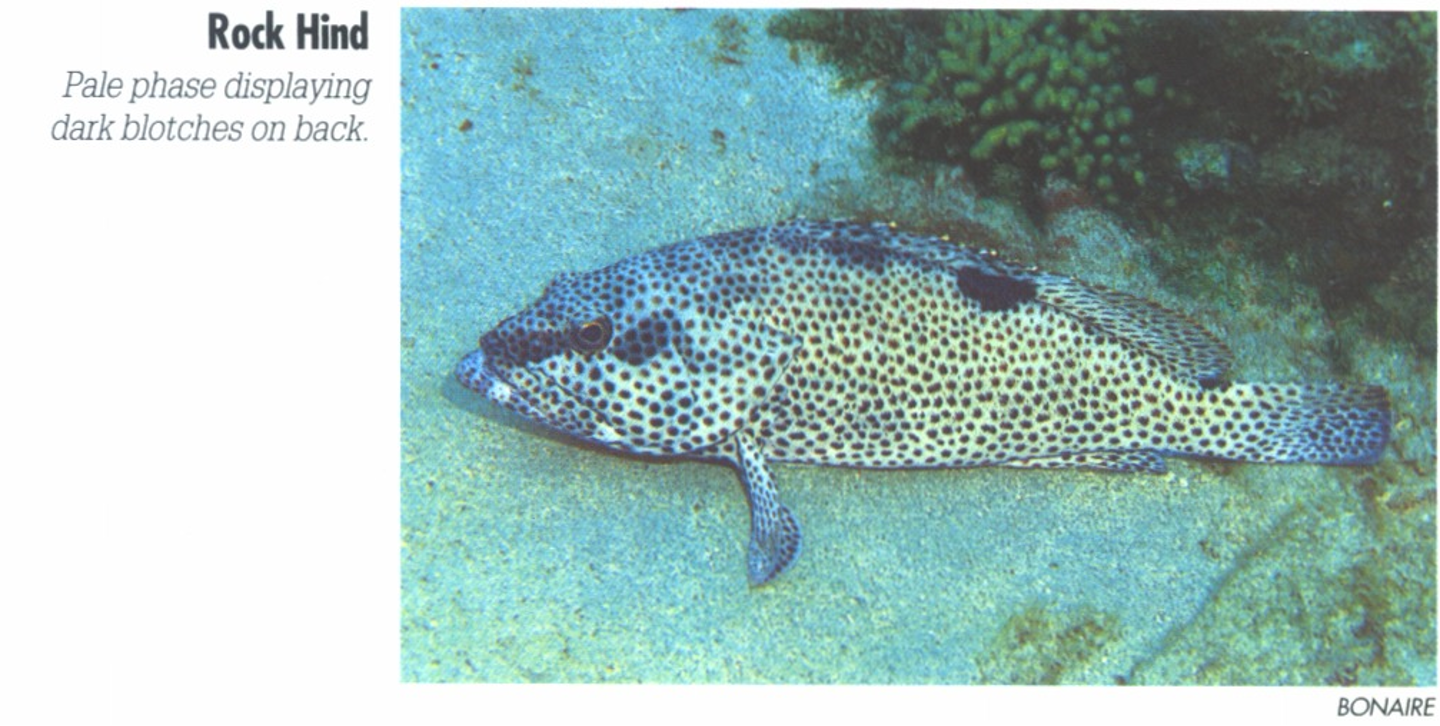 <p><span>Pale phase displaying dark blotches on back.</span></p>