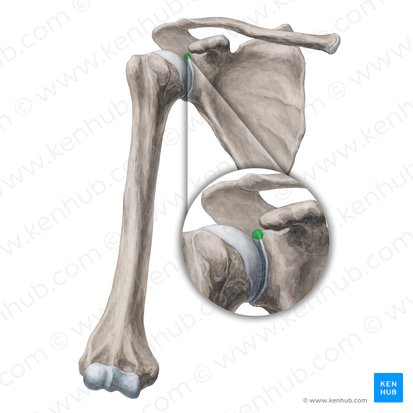 <ul><li><p>attachment site of the long head of the biceps brachii</p></li></ul><p></p>