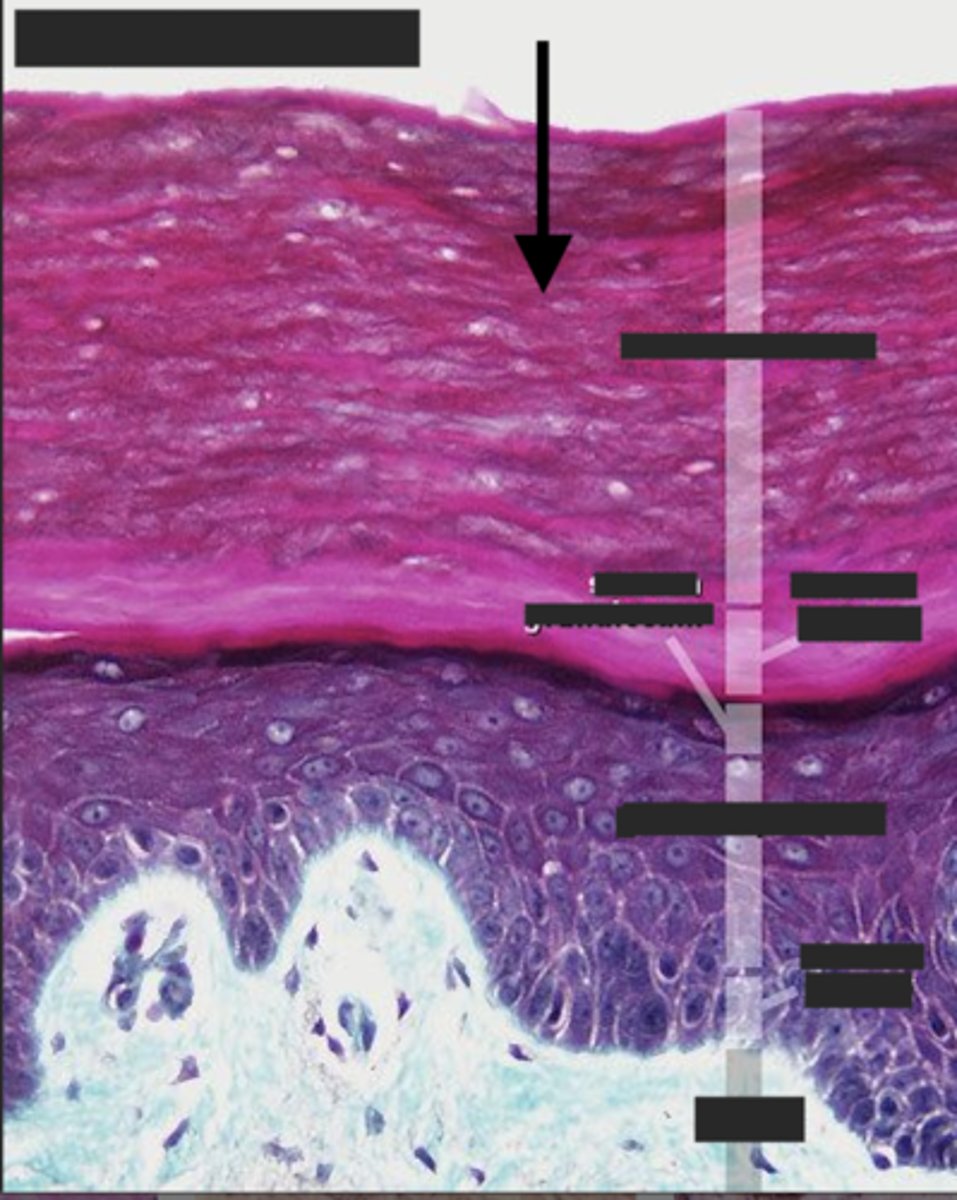 <p>What layer is the arrow pointing to?</p>