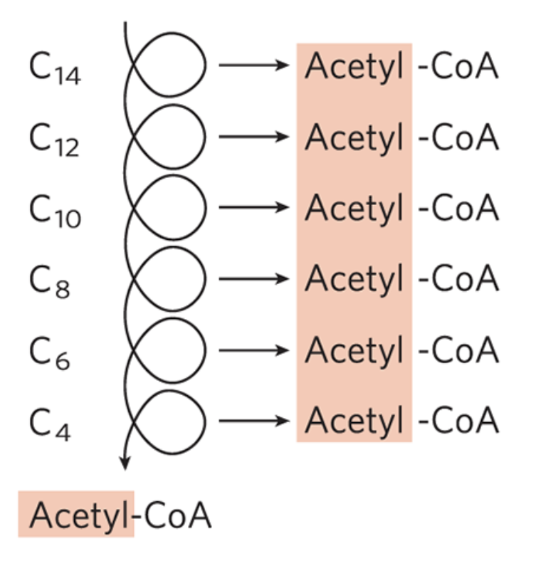 <ul><li><p>the shortened fatty acyl-CoA reenters the β-oxidation sequence for removal of another, and then another, acetyl-CoA</p></li></ul><p></p>