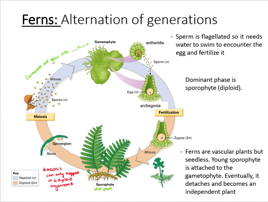 <p>sperm is flagellated so it needs water to swim to encounter the egg and fertilize it</p><p>dominant phase is sporophyte (diploid)</p><p>vascular plants but seedless; young sporophyte is attached to the gametophyte, but eventually detaches and becomes an independent plant</p>