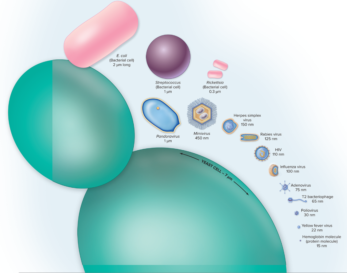 <p>Be able to explain how viruses compare in size to bacteria and<br>eukaryotic organisms.</p>