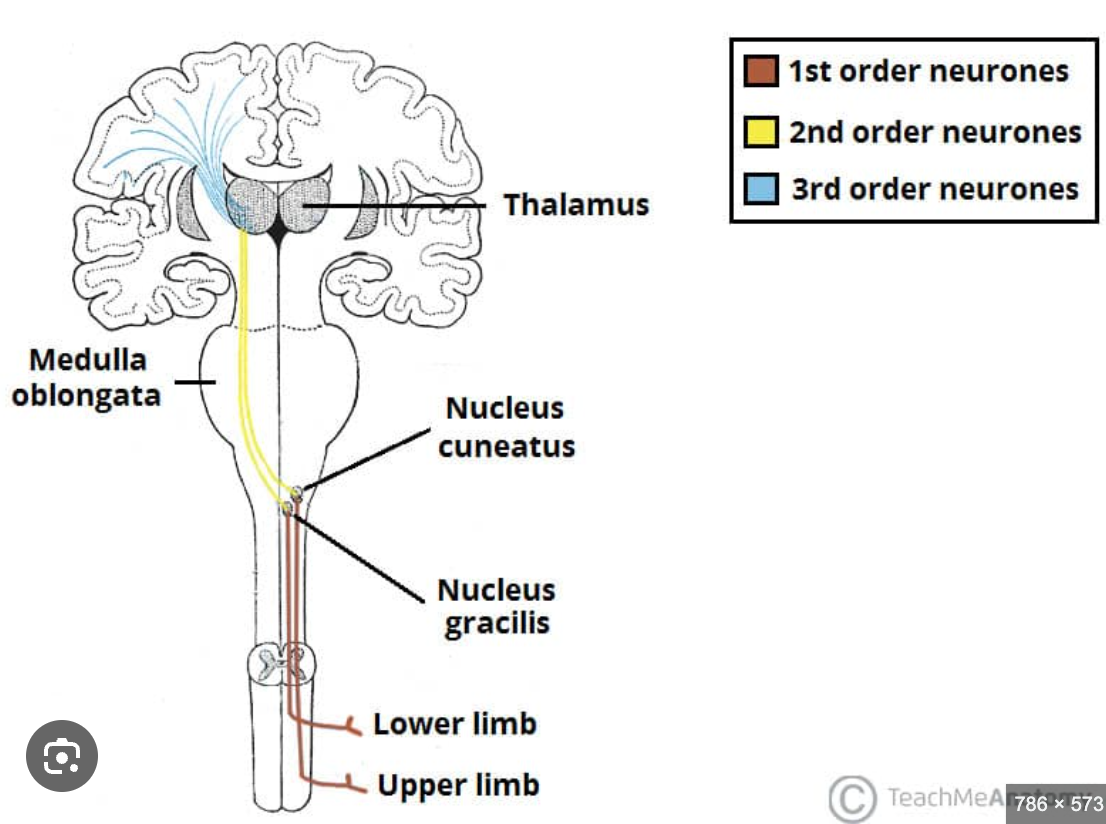 <p>Nucleus cuneatus</p>