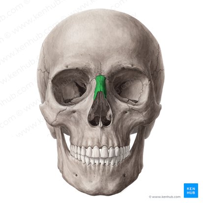 <p>bone that makes up the top of the nose</p>