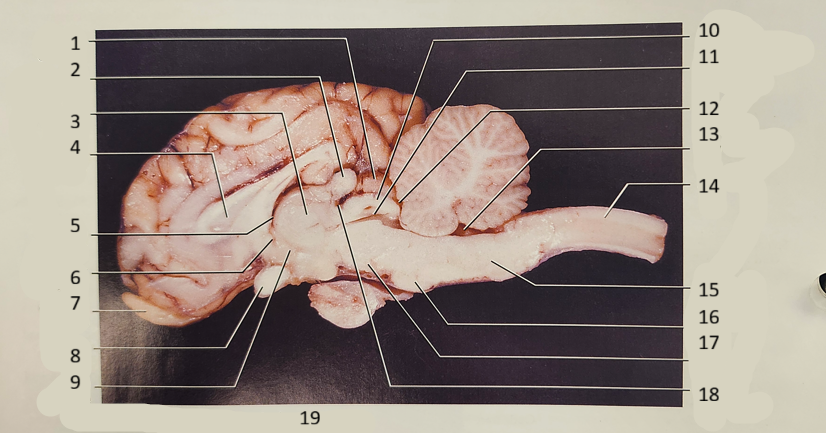 <p>SHEEP brain 3-12</p>