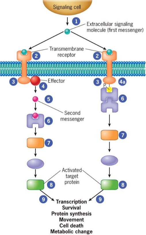 <p>in target cells, receive an extracellular message</p>