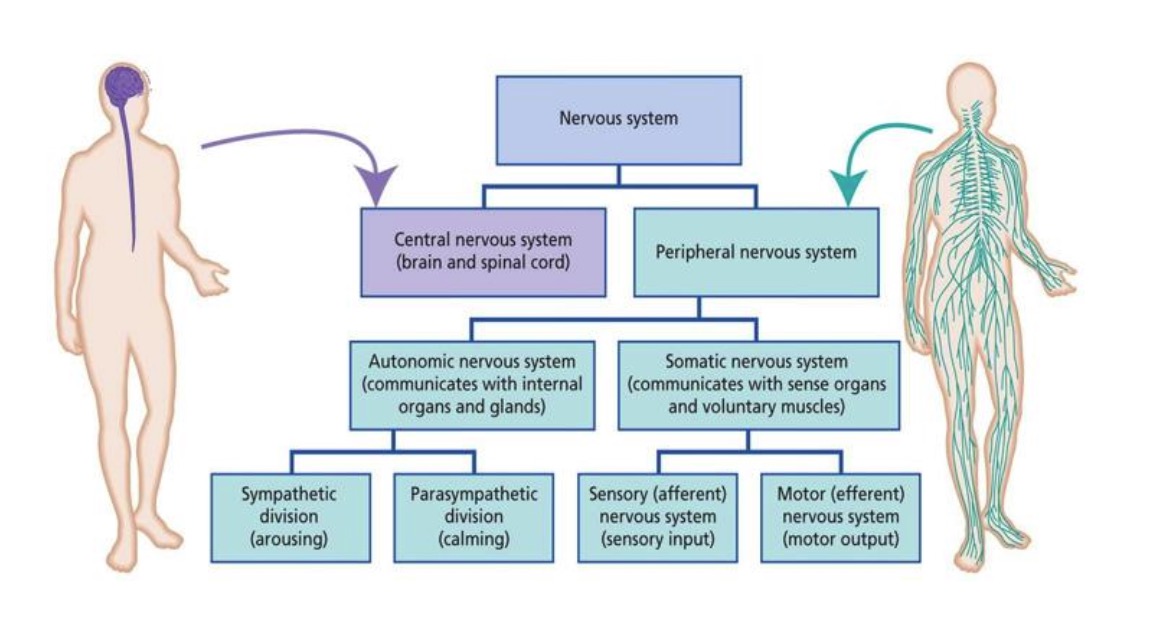 <p>Parasympathetic Nervous System</p>
