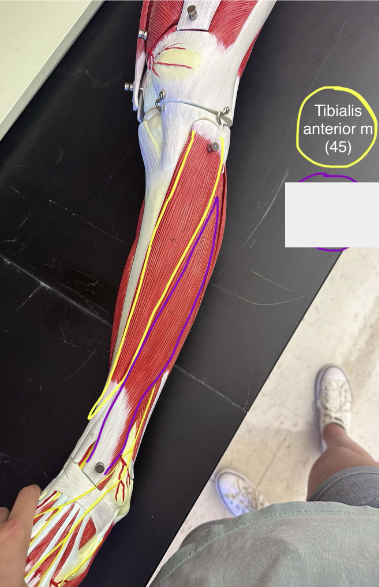 <p>Tibialis anterior muscle. This muscle allows dorsiflexion (pointing the foot upward)</p>