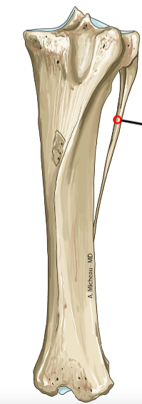 <p>Slender shaft; minimal weight-bearing.</p>