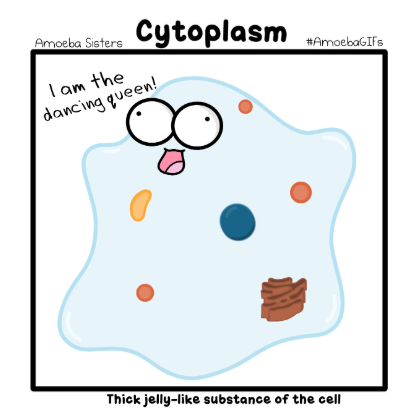 <p>Biomolecules:</p><ul><li><p>gelatinous liquid comprised of water, salts and other organic compounds that fills the cell</p></li><li><p>all cells</p></li></ul><p>Function:</p><ul><li><p>Transports, protects, maintains cell shape and structure, stores macromolecules + acts as host of metabolic processes. Also maintains optimal environment for cellular organelles</p></li></ul><p></p>