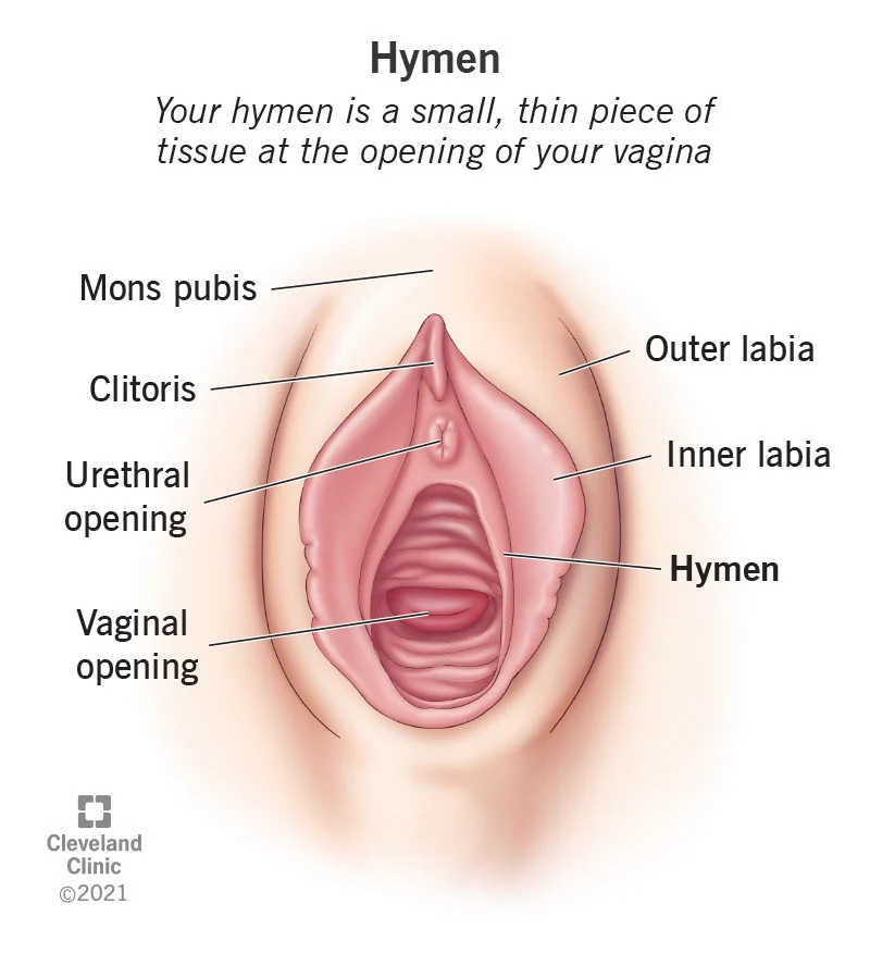 The tissue membrane varying in size and thickness, sometimes completely cover the vaginal opening 