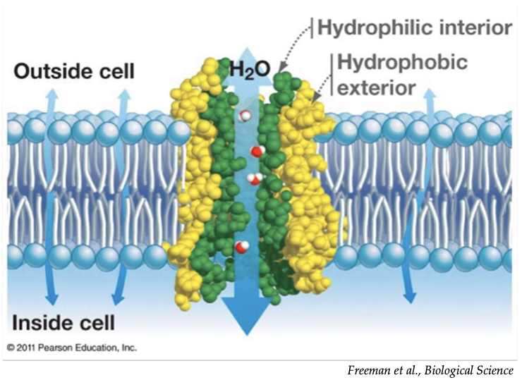 <ul><li><p>Aquaporins are protein channels that allow rapid water transport</p></li><li><p>They are exclusively permeable to water (no ions or solutes)</p></li><li><p>Water moves through aquaporins by osmosis, following concentration gradients</p></li></ul><p></p>