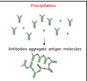 <p>aggregation of soluble or finely particulate antigen with antibody</p>