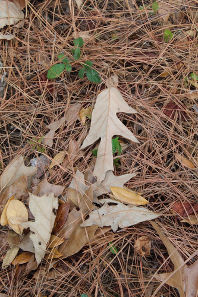 <p>what is the name of the tree whose leaf is pictured here?</p>