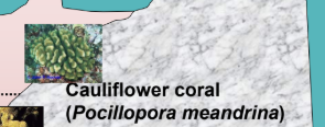 <p>0m</p><ul><li><p>cauliflower coral (<em>Pocillopora meandrina</em>) </p><p></p></li></ul><p></p>