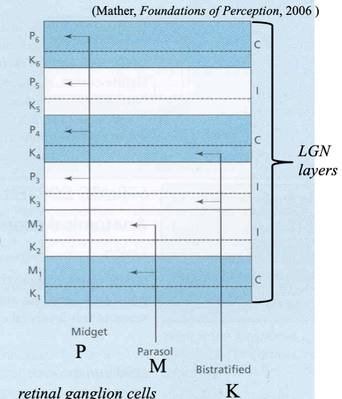 <ul><li><p>midget cells project to parvocellular (P) layers (P3, P4, P5, P6)</p></li><li><p>parasol cells project to magnocellular (M) layers (M1, M2)</p></li><li><p>bistratified cells project to koniocellular (K) layers (K3, K4 - axons from superior colliculus synapse in K1 and K2)</p></li></ul><p></p>