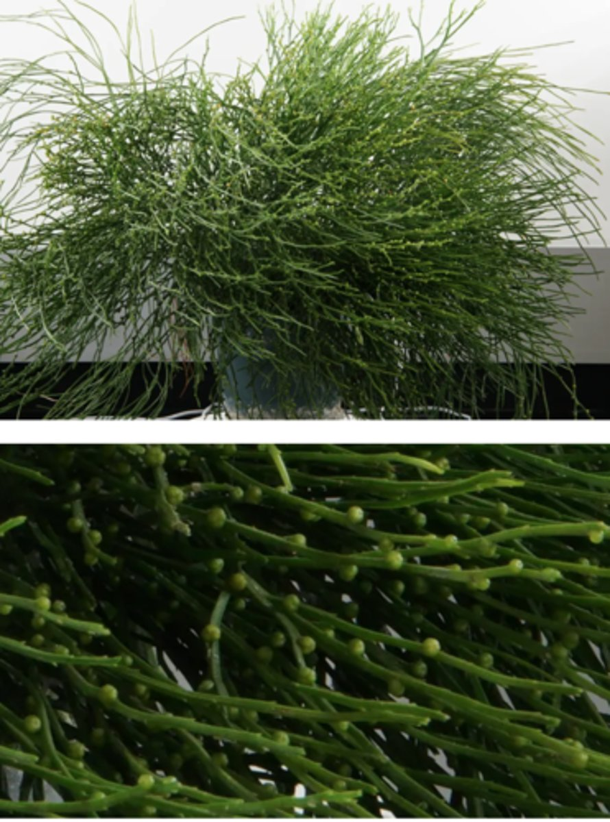 <p>Which of the following characteristics are associated with the plant depicted above?</p>