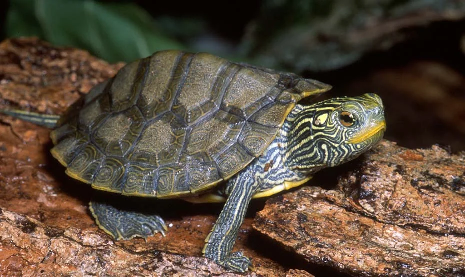 <p>Northern map turtle</p>