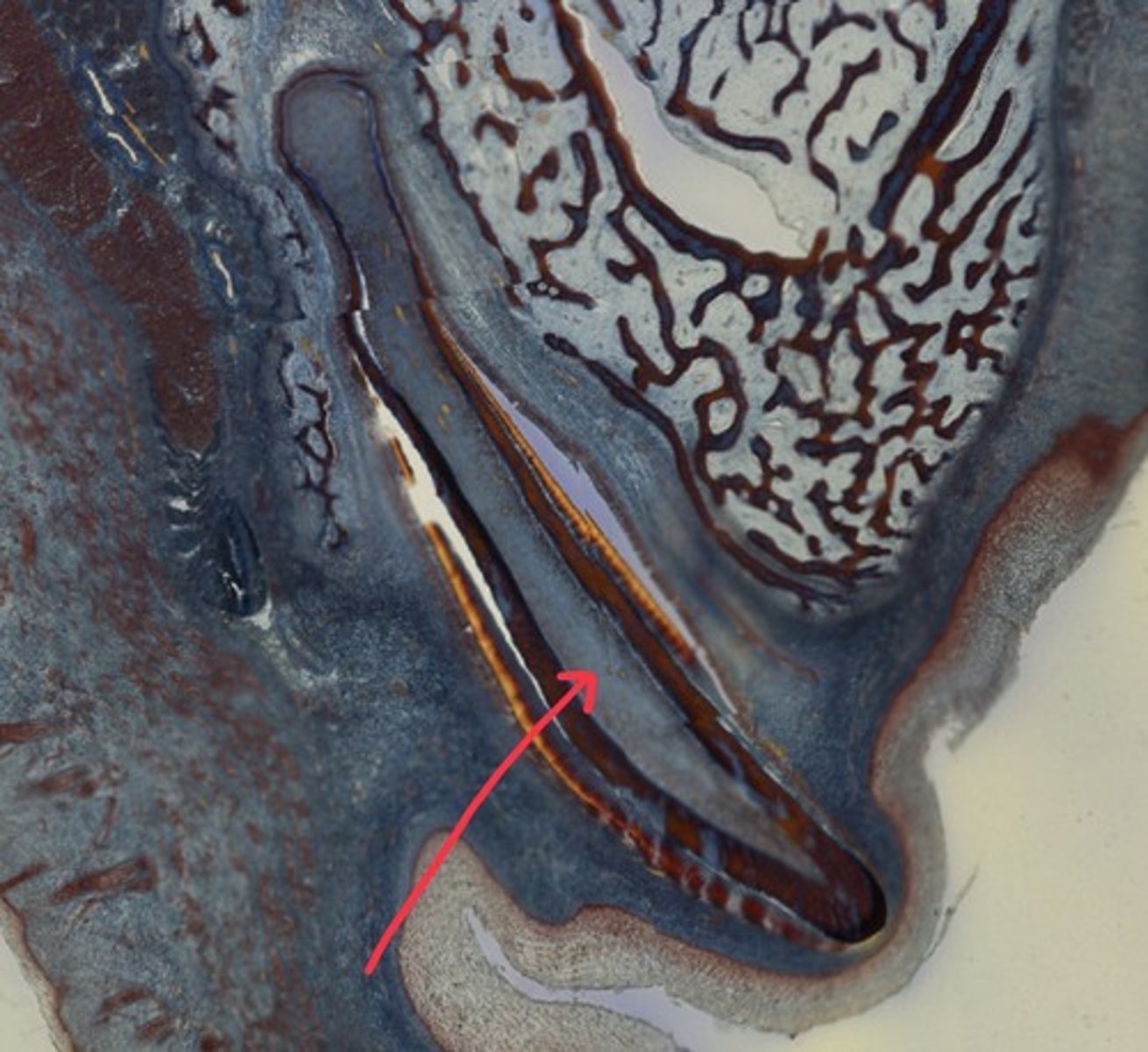 <p>Name the tissue</p>