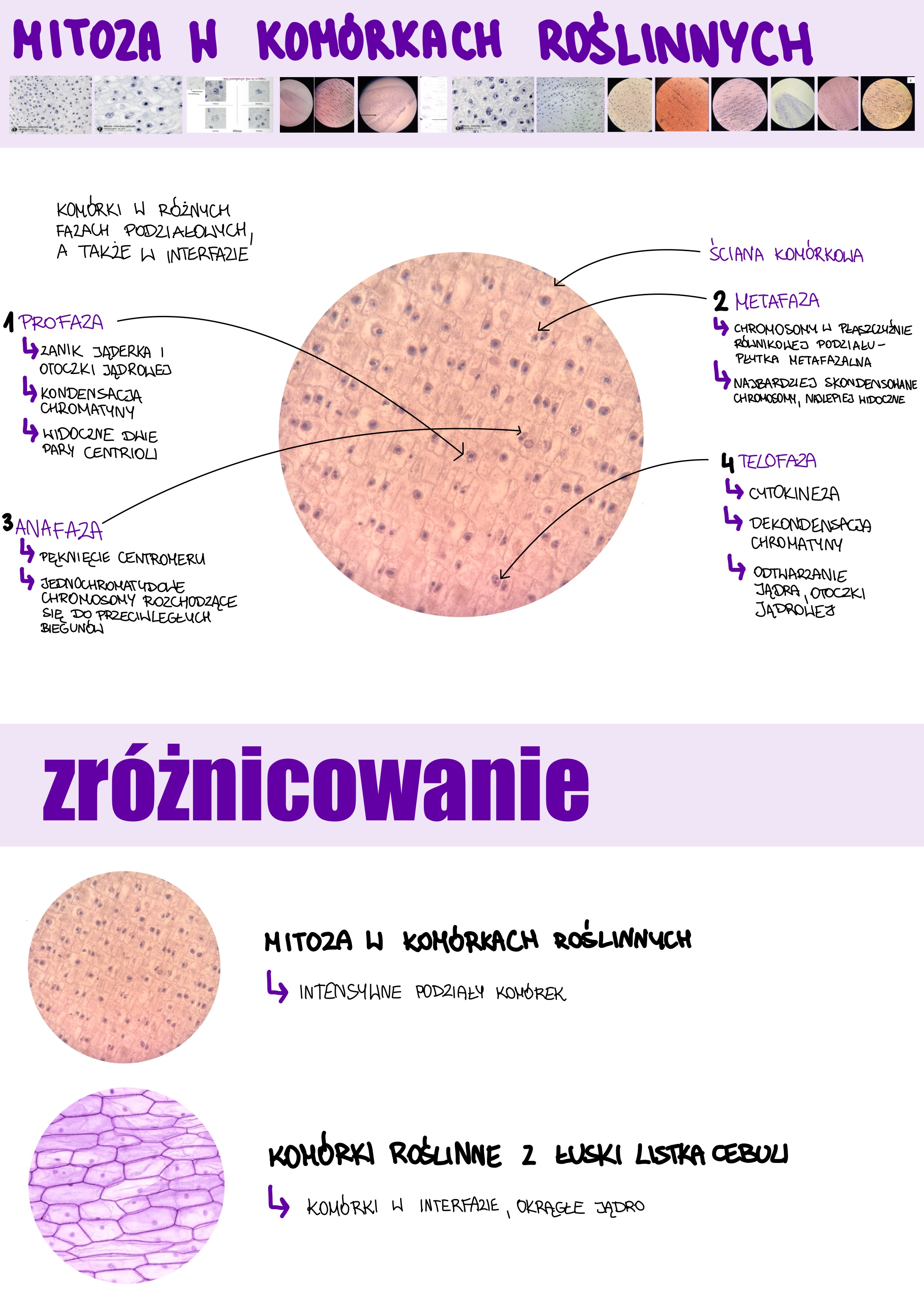 <p>Mitoza w komórkach roślinnych</p>