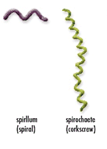 <p>Spiral bacteria that can come as a spiral or corkscrew arrangement</p>