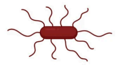 <p>flagella all over the organism</p>