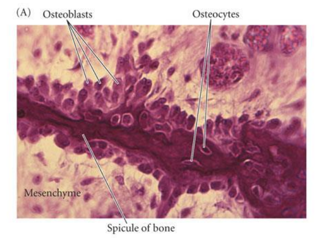 <ul><li><p>mesenchymal cells condense to form osteoblasts which lay down an (osteoid) collagen proteoglycan matrix that is able to bind calcium</p></li><li><p>osteoblasts then become embedded in the matrix &amp; become osteocytes </p></li><li><p>process involves BMP’s (bone morphogenetic proteins) &amp; a transcription factor CBFA1 (core binding factor alpha 1)</p></li></ul>