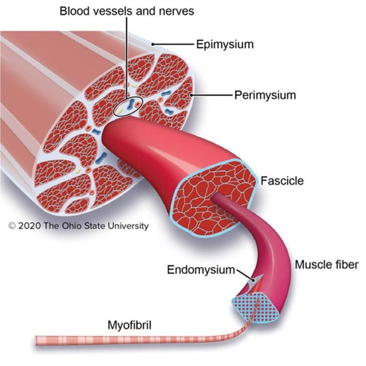 <p>Thousands of structures made of actin and myosin that form the muscle fiber (myofiber).</p>