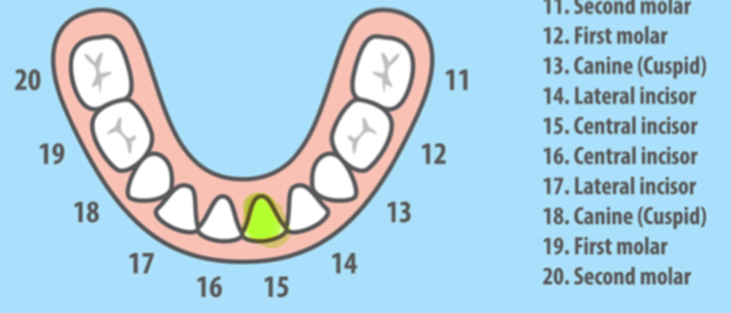 <p>Mandibular Left Primary Central Incisor</p>