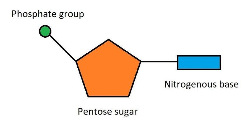 <p>monomer of nucleic acids (macromolecule/organic molecule); 3 parts: sugar (deoxyribose, ribose), a phosphate, nitrogenous base (adenine (A), thymine (T, only in DNA), guanine (G), cytosine (C), uracil (U, only in RNA));</p>