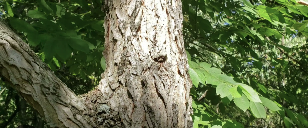 <p>kentucky coffeetree</p>