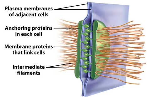 Desmosome