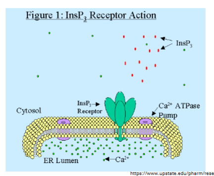 <p>Ca2+</p>