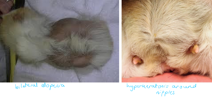 <p>Very common in older intact females</p><p>Serous cysts - non-functional, develop spontaneously, don’t respond to LH, only clinical signs if too large</p><p>Follicular cysts - follicles that fail to ovulate, hormonally active, respond to LH, variable clinical signs (non-pruritic flank alopecia, mammary gland hyperkeratosis)</p><p>If Clinical Signs - anorexia, lethargy, abdominal distension and discomfort, soft tissue mass palpable</p><p>Diagnosis - ultrasound</p><p>Treatment - hCG x2 14 days apart (follicular cysts), GA and spay, drainage of cysts (refill quickly)</p>