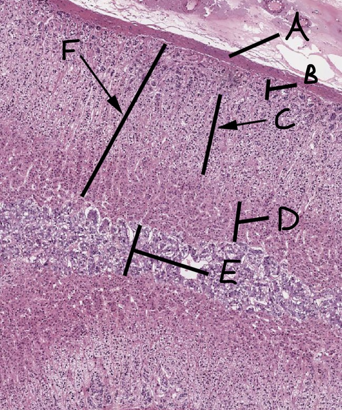 <p>Adrenal Capsule</p>