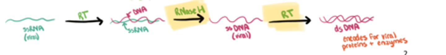 <p>HIV Replication Cycle</p><p>Step 4: digestion of RNA by ____ and the formation of __ ___ DNA</p>
