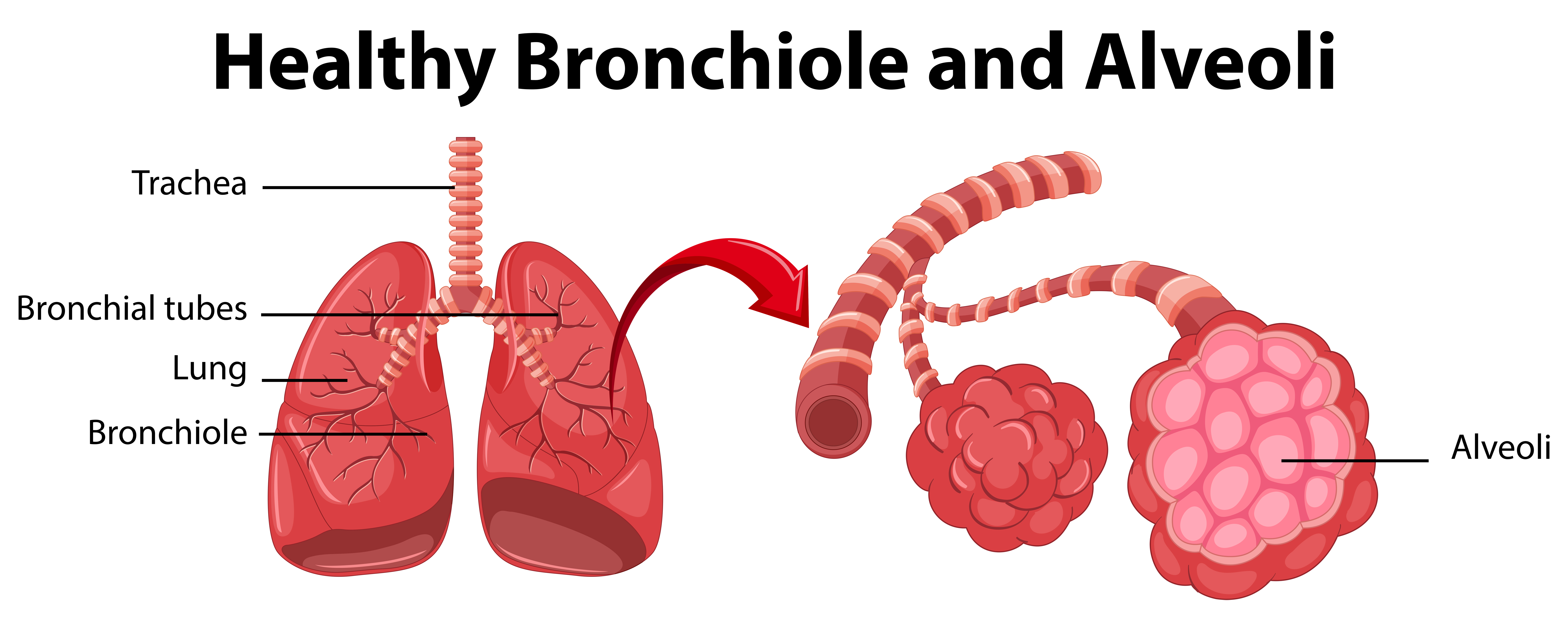 <p>Structure where oxygen and carbon dioxide are exchanged between blood and air. </p>