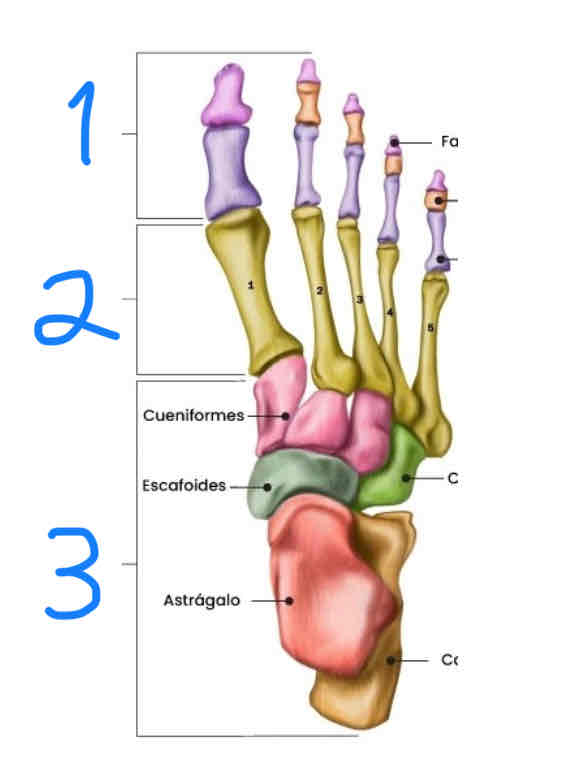 <p>¿Que parte del pie es el número 3?</p>