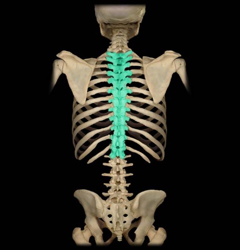 <p>T1-T12; second set of 12 vertebrae; they articulate with the 12 pairs of ribs to form the outward curve of the spine</p>