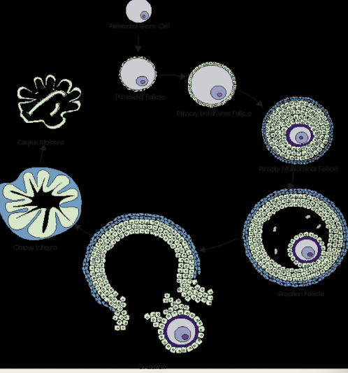 <p><strong>inner follicle cells </strong>in the ovary<strong> </strong>that produce <strong>estrogen</strong></p>