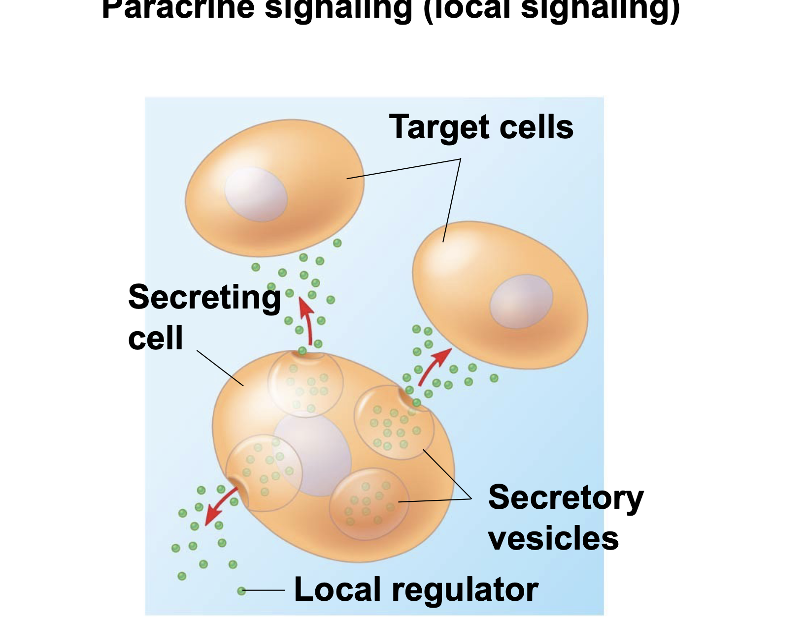 .In paracrine signaling, cells communicate using secreted messenger molecules that travel only short distances to communicate with neighboring cells. \n .Growth factors, which stimulate nearby target cells to grow and divide, are one class of such local regulators in animals