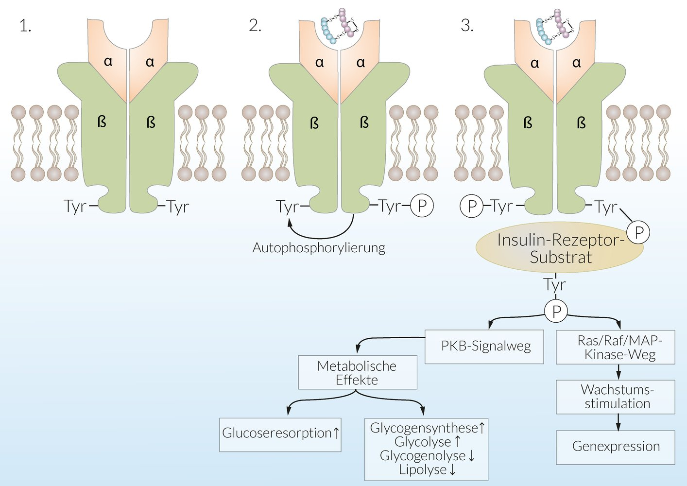 <p>E. Tyr → Phe in the cytoplasmic domain of the β-subunit</p>