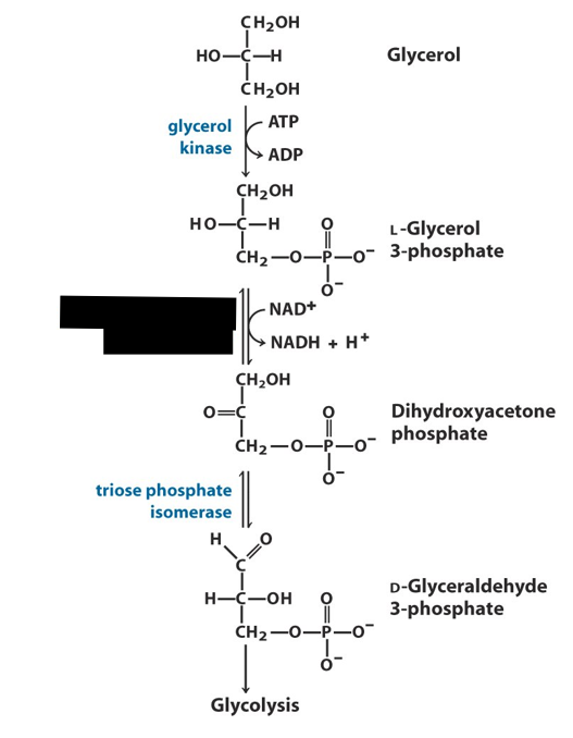 <p>What is the name of the enzyme blocked out in black?</p>