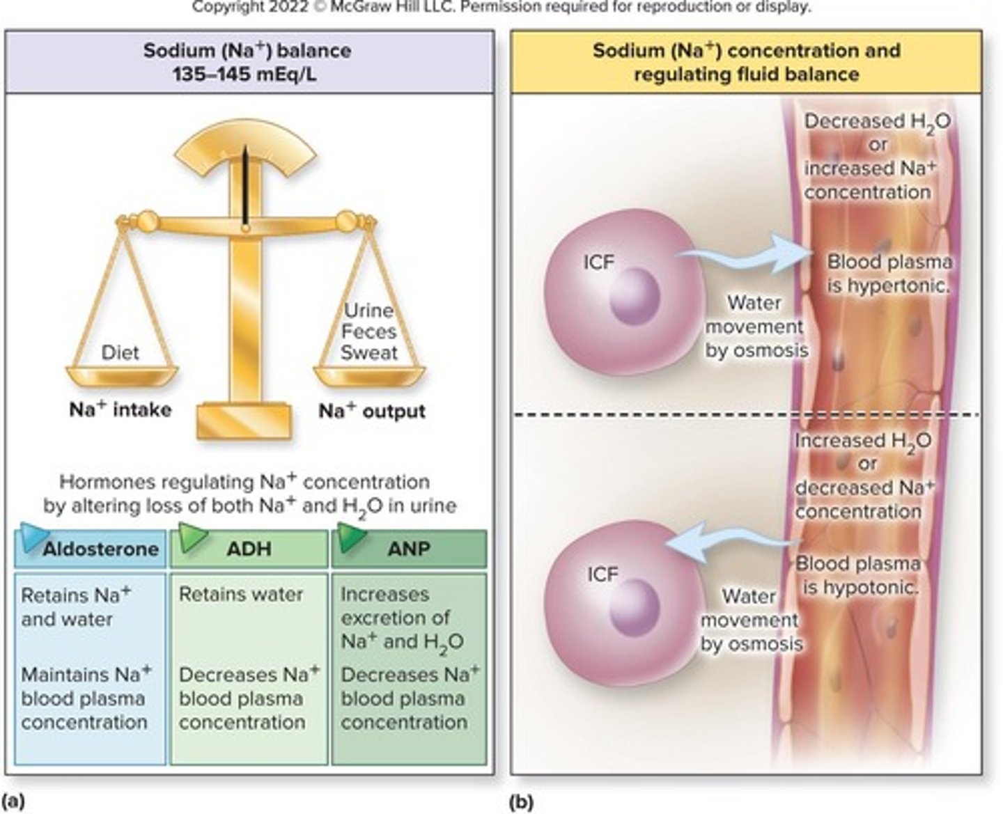 <p>Principal cation in ECF, regulates osmotic pressure.</p>