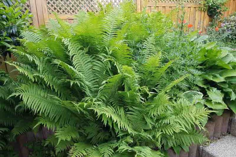 <p>A large, vase-shaped fern with tall, feathery fronds resembling ostrich plumes.</p>