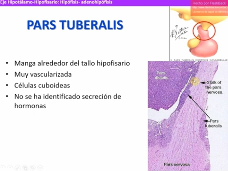 <ul><li><p>Manga alrededor del tallo hipofisiario</p></li><li><p>Muy vascularizada (venulas y venas del sistema portohipotalamohipofisiario</p></li><li><p>Celulas cuboideas</p></li><li><p>No se ha identificado secrecion de hormonas </p></li></ul>
