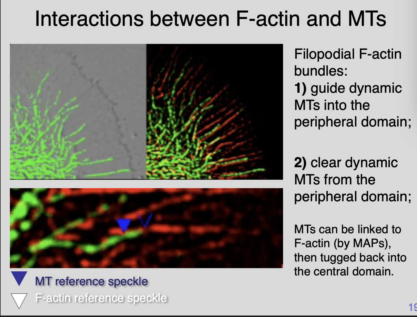 <p>Filopodial F-actin bundles</p><ol><li><p><strong>Guide</strong> dynamic MTs into peripheral domain</p></li><li><p><strong>Clear</strong> dynamic MTs from the peripheral domain</p></li></ol><p>MTs can be <strong>linked to F-actin</strong> (by MAPS)→ then tugged back into the central domain</p><p>→ can also be affected by the substrate it is on</p><p></p>