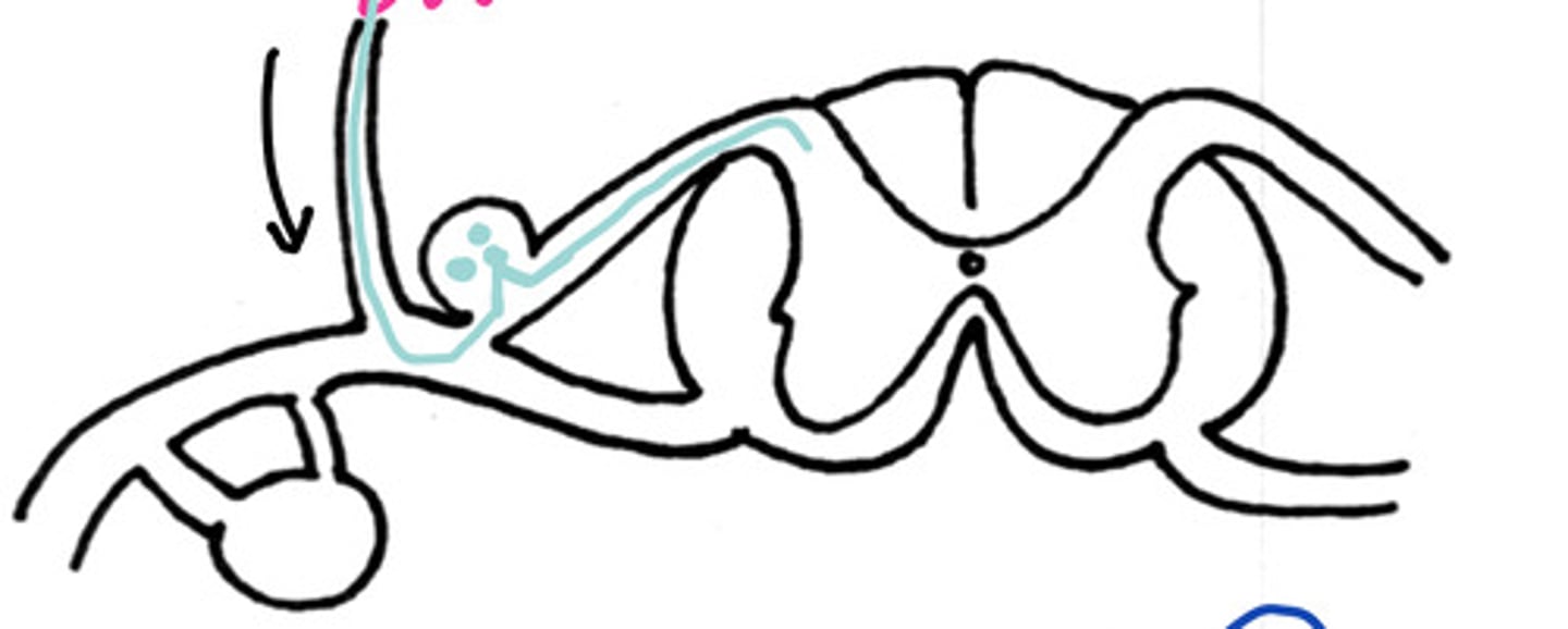 <p>Would this be a somatic sensory signal from the skin on the:</p><p>A - back</p><p>B - paw</p><p>C - tail</p><p>D - Belly</p>